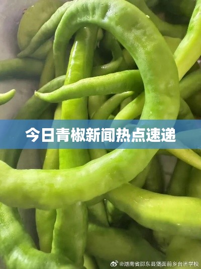 今日青椒新闻热点速递