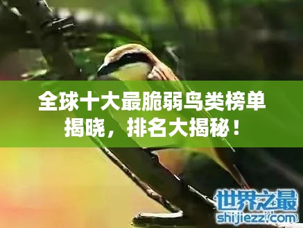 全球十大最脆弱鸟类榜单揭晓,排名大揭秘!