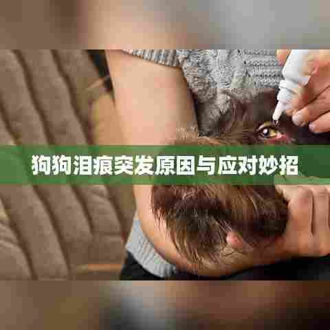 狗狗泪痕突发原因与应对妙招