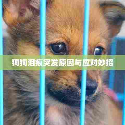 狗狗泪痕突发原因与应对妙招