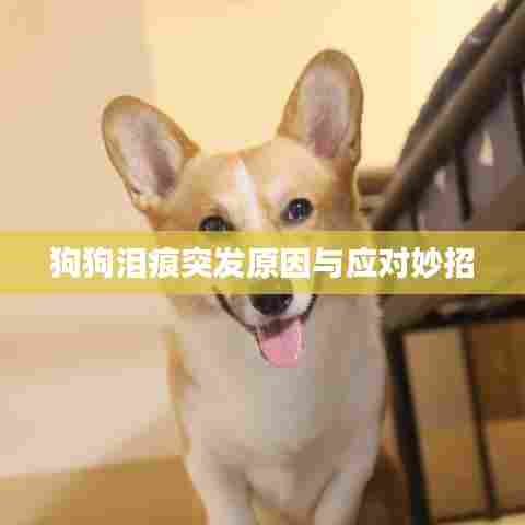 狗狗泪痕突发原因与应对妙招