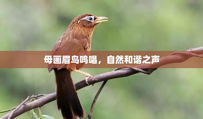 母画眉鸟鸣唱,自然和谐之声