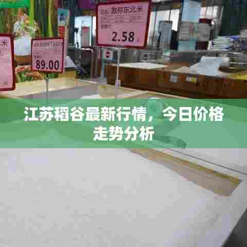 江苏稻谷最新行情,今日价格走势分析