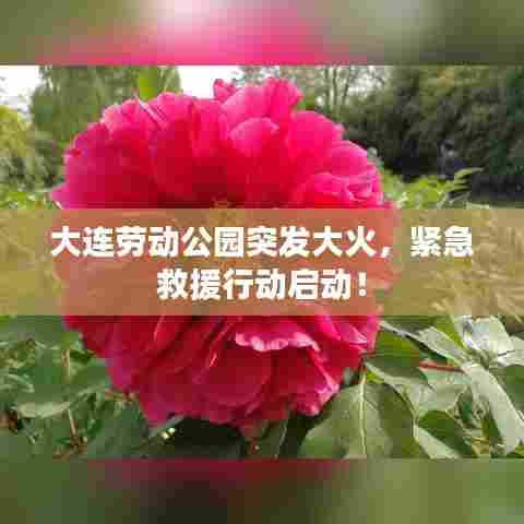 大连劳动公园突发大火,紧急救援行动启动!