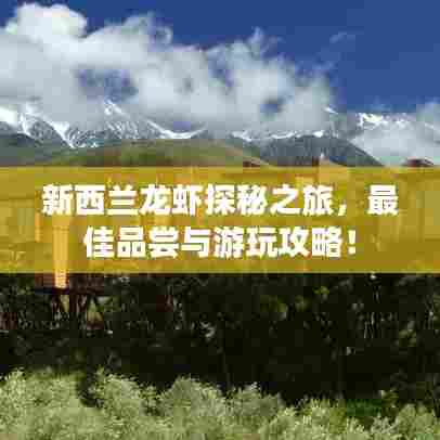 新西兰龙虾探秘之旅，最佳品尝与游玩攻略！