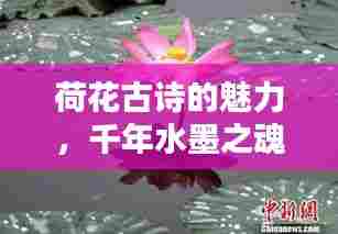 荷花古诗的魅力,千年水墨之魂的绽放