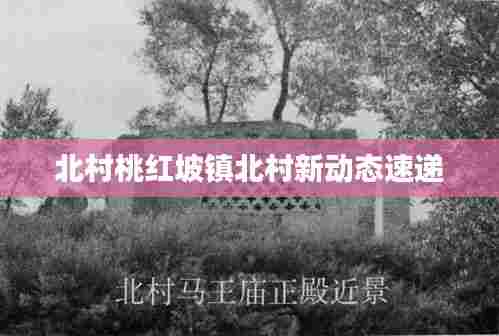 北村桃红坡镇北村新动态速递