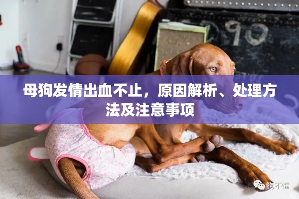 母狗发情出血不止，原因解析、处理方法及注意事项