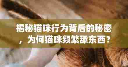 揭秘猫咪行为背后的秘密，为何猫咪频繁舔东西？