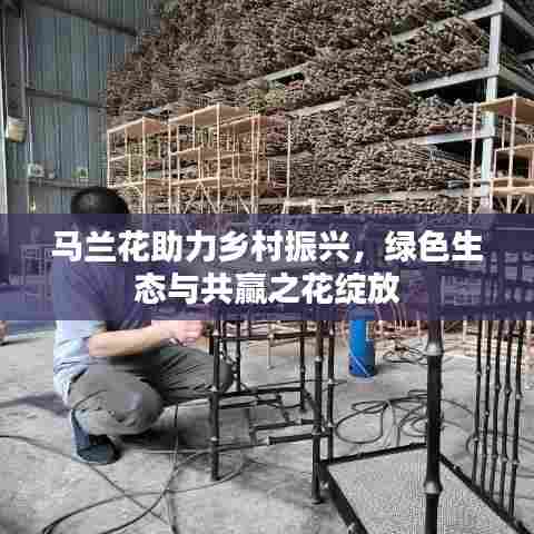 马兰花助力乡村振兴,绿色生态与共赢之花绽放