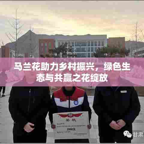 马兰花助力乡村振兴,绿色生态与共赢之花绽放