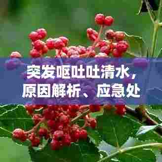 突发呕吐吐清水，原因解析、应急处理与预防策略