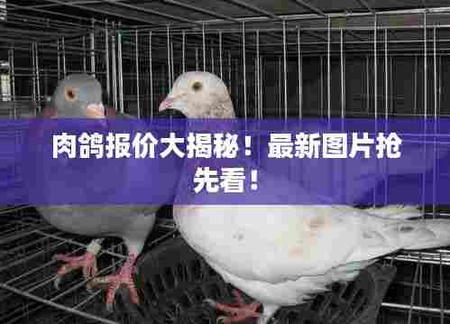肉鸽报价大揭秘！最新图片抢先看！