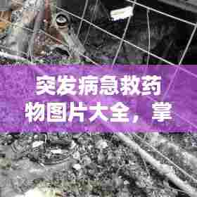 突发病急救药物图片大全,掌握救命药的使用方法与重要性