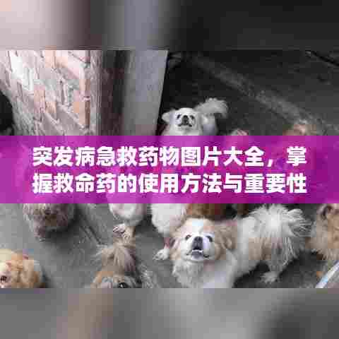 突发病急救药物图片大全,掌握救命药的使用方法与重要性