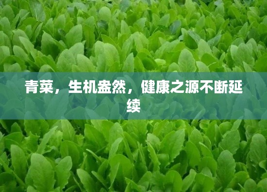 青菜，生机盎然，健康之源不断延续