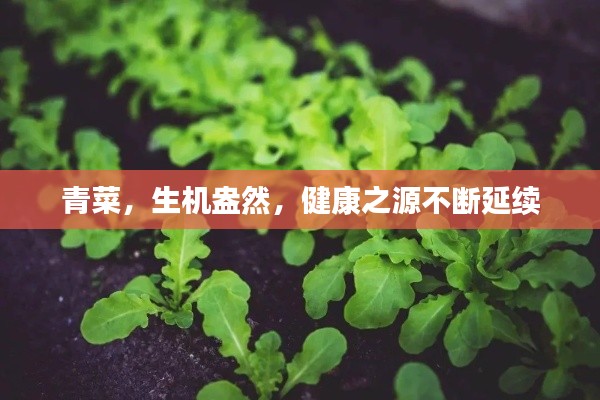 青菜,生机盎然,健康之源不断延续