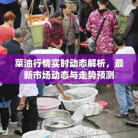 菜油行情实时动态解析，最新市场动态与走势预测