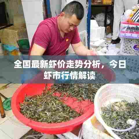 全国最新虾价走势分析,今日虾市行情解读