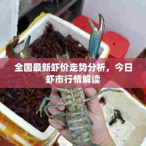 全国最新虾价走势分析,今日虾市行情解读