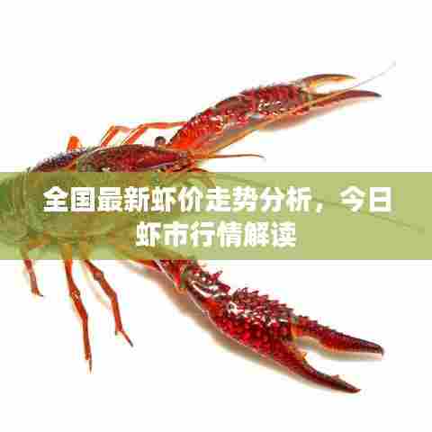 全国最新虾价走势分析,今日虾市行情解读