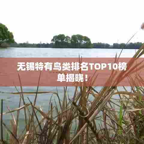 无锡特有鸟类排名TOP10榜单揭晓!