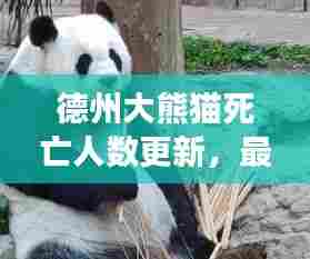 德州大熊猫死亡人数更新,最新消息全面解读