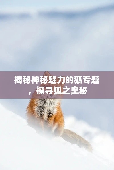 揭秘神秘魅力的狐专题,探寻狐之奥秘