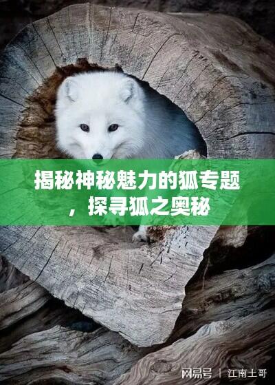 揭秘神秘魅力的狐专题,探寻狐之奥秘