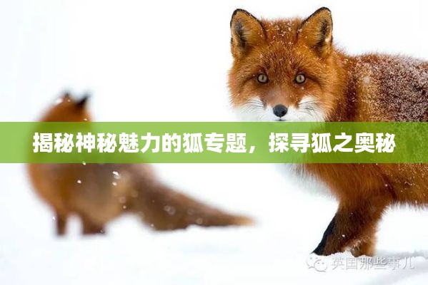 揭秘神秘魅力的狐专题,探寻狐之奥秘