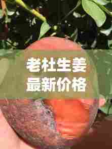 老杜生姜最新价格动态，市场走势揭秘，影响因素全解析