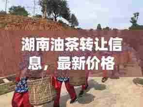 湖南油茶转让信息，最新价格动态揭秘