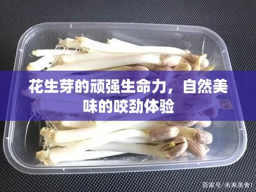 花生芽的顽强生命力，自然美味的咬劲体验