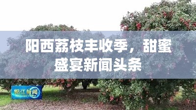 阳西荔枝丰收季，甜蜜盛宴新闻头条