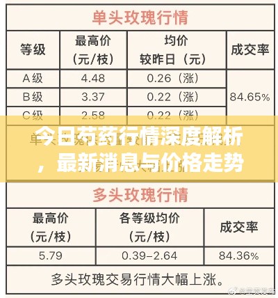 今日芍药行情深度解析,最新消息与价格走势分析