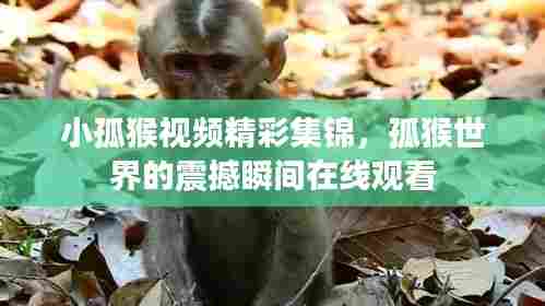 小孤猴视频精彩集锦,孤猴世界的震撼瞬间在线观看