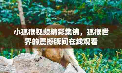 小孤猴视频精彩集锦,孤猴世界的震撼瞬间在线观看