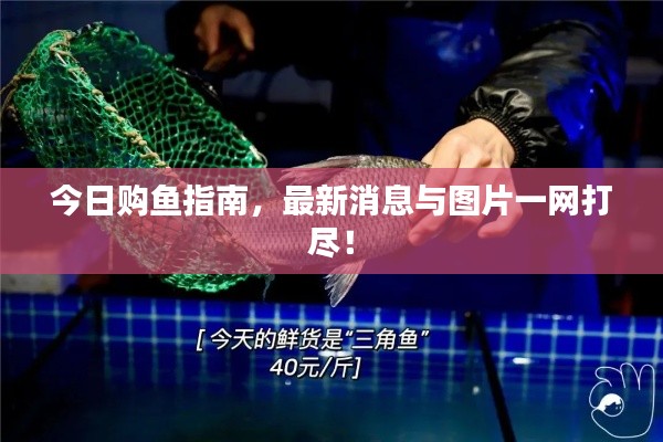 今日购鱼指南,最新消息与图片一网打尽!