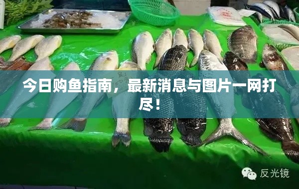 今日购鱼指南,最新消息与图片一网打尽!