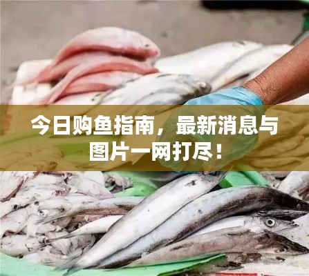 今日购鱼指南,最新消息与图片一网打尽!