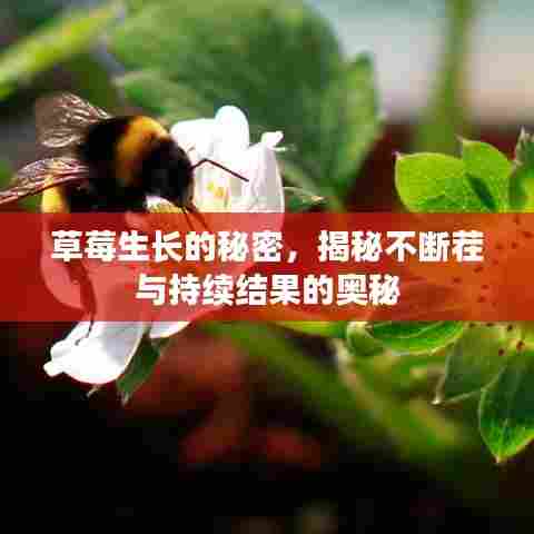 草莓生长的秘密，揭秘不断茬与持续结果的奥秘