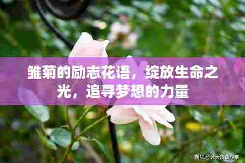 雏菊的励志花语,绽放生命之光,追寻梦想的力量