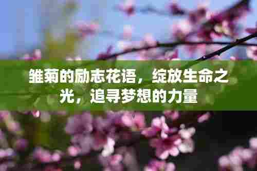 雏菊的励志花语,绽放生命之光,追寻梦想的力量