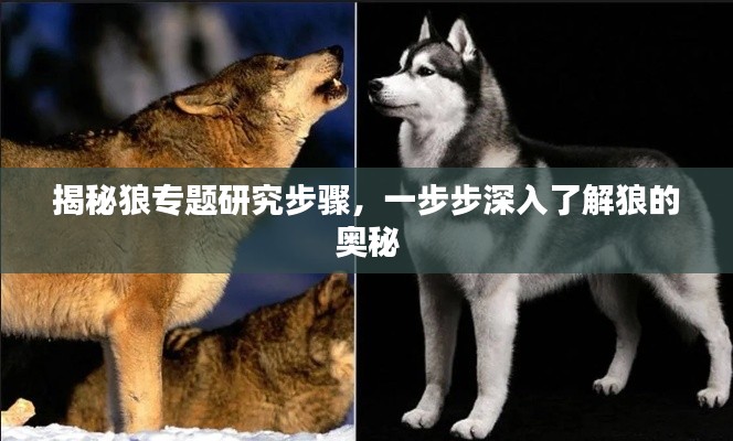 揭秘狼专题研究步骤,一步步深入了解狼的奥秘