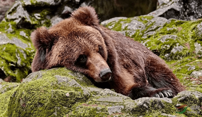 鸟声兽心 第5页