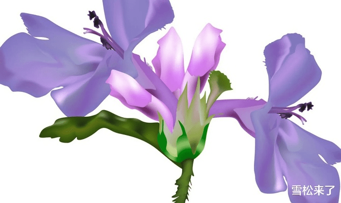 单机版紫罗兰跟i志愿官方下载,权威评估解析&amp;视频版_v9.857